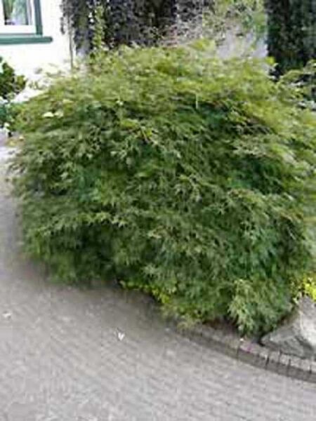 Acer palmatum 'Dissectum' / Grüner Schlitz-Ahorn / Fächer-Ahorn