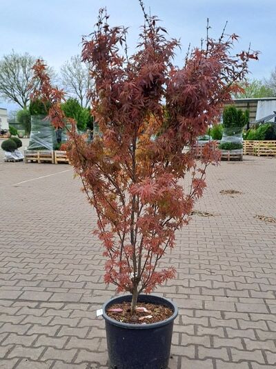 Fächer-Ahorn 'Skeeter's Broom' (Acer palmatum) 175-200 cm, C35, mehrstämmiger Ahorn im Container mit rotem Laub.