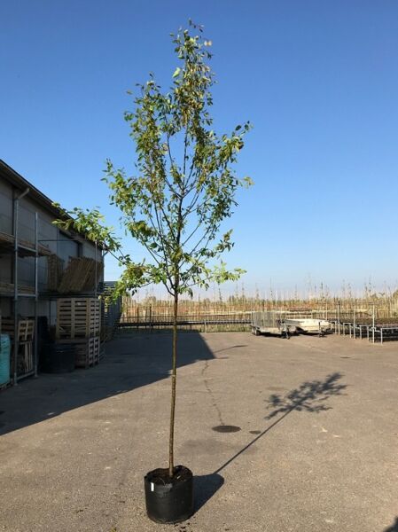 Baum-Felsenbirne 'Robin Hill' (Amelanchier arborea) Hochstamm 8-10 StU im Container, schlanker Stamm mit lockerer Krone und Laub