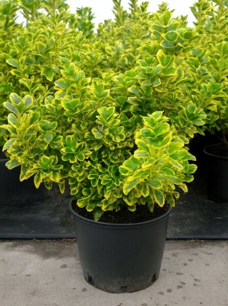 Japanischer Spindelstrauch 'Aureus' (Euonymus japonicus 'Aureus'), 60–80 cm, C15, im Topf mit gelbgrün panaschierten Blättern.