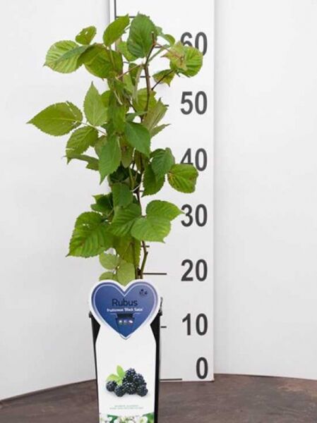 Brombeere Rubus fruticosus 'Black Satin', 50–60 cm, im C2-Topf mit grünem Laub und Trieben, mit Pflanzenetikett.
