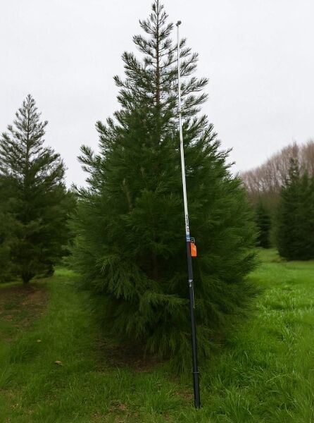 Sequoiadendron giganteum (Bergmammutbaum) Mammutbaum 450-500 cm, dichter immergrüner Nadelbaum in Baumschulqualität