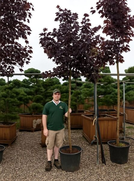 Spitz-Ahorn Acer platanoides 'Royal Red' Hochstamm im Container, 14-16 StU, Baum mit dunkelrotem Laub und geradem Stamm