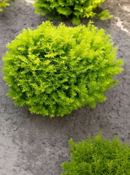 Taxus baccata 'Summergold' (Gelbe Kissen-Eibe, gelbe Tafel-Eibe) als kompakter, kugeliger Strauch mit gelbgrünen Nadeln