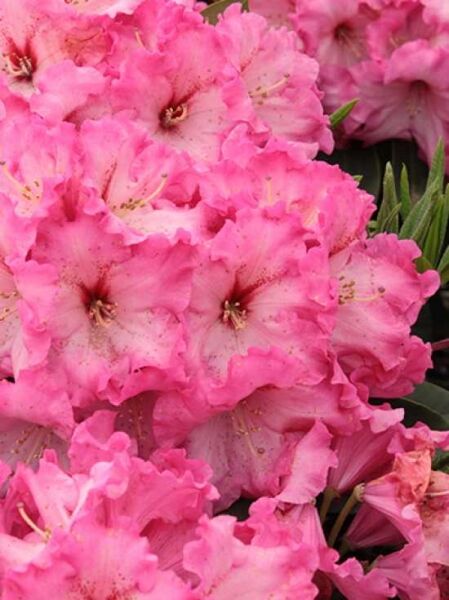 Rhododendron 'Maulbronn' / Rhododendron Hybride 'Maulbronn'