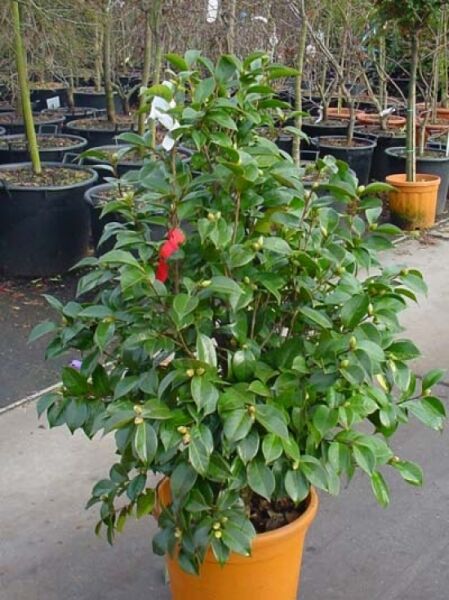 Camellia japonica rot / Japanische Kamelie rot