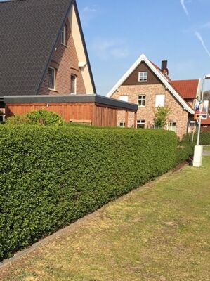 Wintergrner Liguster - Ligustrum vulgare 'Atrovirens' - Baumschule  NewGarden