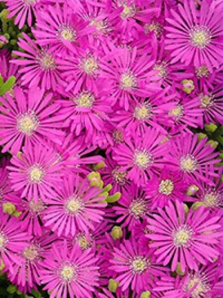 Coopers Mittagsblume  / Coopers Mittagsblume 