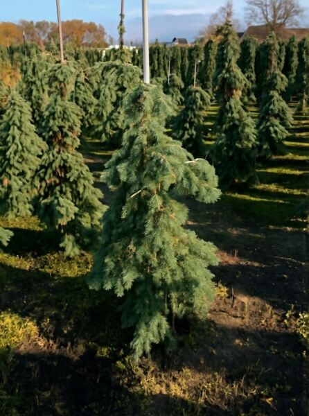 Picea glauca 'Pendula' (Weiß-Fichte 'Pendula') 150-175 cm m. B., hängender Nadelbaum mit blaugrünen Nadeln