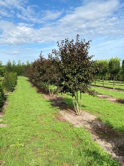 Zierapfel 'Scarlet'  / Zierapfel 'Scarlet'