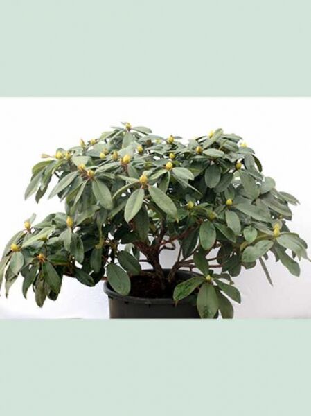 Rhododendron Hybride 'Sternzauber' / Rhododendron 'Sternzauber' Solitär, 70-80 cm Breite, im Topf mit Knospen