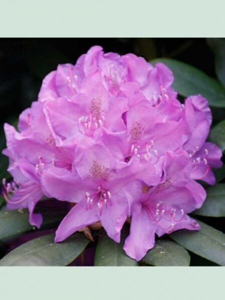 Rhododendron 'INKARHO Catawbiense Boursault' / Rhododendron Hybride 'INKARHO Catawbiense Boursault'
