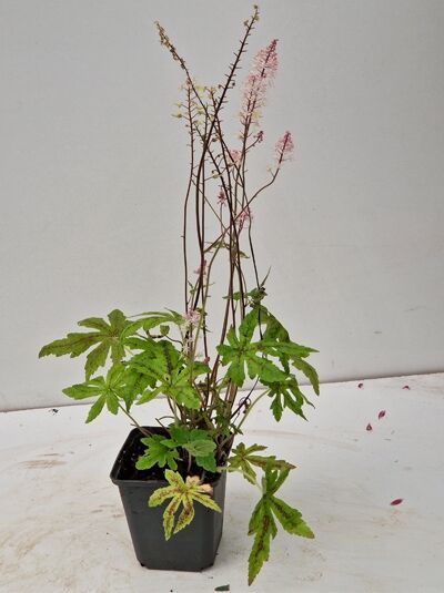 Schaumblüte 'Candy Striper ®' / Schaumblüte 'Candy Striper ®'