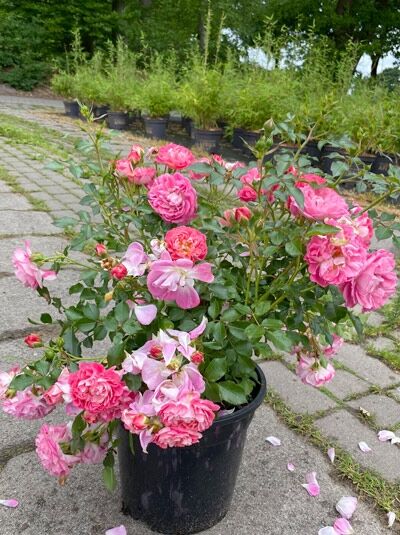 Zwergrose Rosa 'Charmant'® (C5) im Topf mit zahlreichen pinkfarbenen, gefüllten Blüten und grünem Laub.