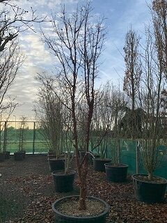 Acer griseum (Zimt-Ahorn), 200-250 cm, mehrstämmiger Baum im Topf, laublos mit feiner Verzweigung.