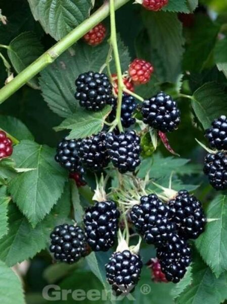 Rubus fruticosus 'Chester Thornless' / Brombeere 'Chester Thornless' mit reifen schwarzen und roten Beeren am Strauch