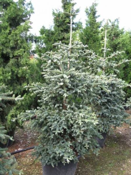 Spanische Tanne 'Glauca' / Spanische Tanne 'Glauca'
