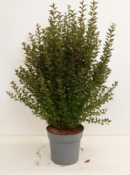 Physocarpus opulifolius 'Little Devil®' / Blasenspiere 'Little Devil' 80-100 cm C12 im Topf, aufrechter Strauch mit grünem Laub