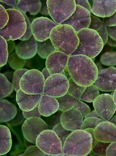 Weißklee 'Pentaphyllum' / Trifolium repens 'Pentaphyllum'