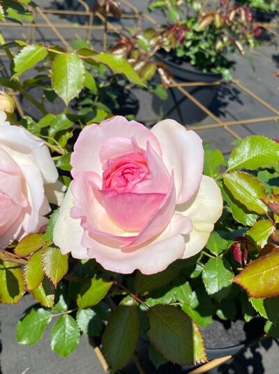 Strauchrose Rosa 'Eden Rose 85' ® mit gefüllter rosa Blüte und glänzend grünen Blättern im Topf
