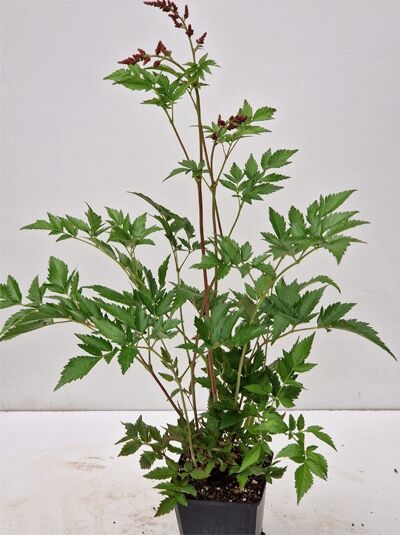 Frühe Pracht-Spiere 'Montgomery' / Frühe Pracht-Spiere 'Montgomery'