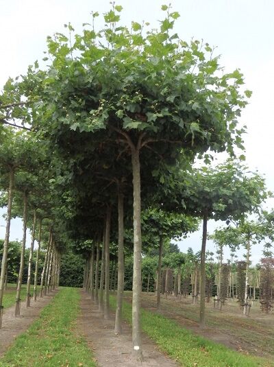 Platanus acerifolia 'Dachform'  / Platane / Dach-Platane (440 cm Stamm)