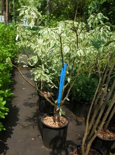 Weißbunter Pagoden-Hartriegel (Cornus controversa 'Variegata') im Topf, variegierte grün-weiße Blätter, 100–125 cm, C20