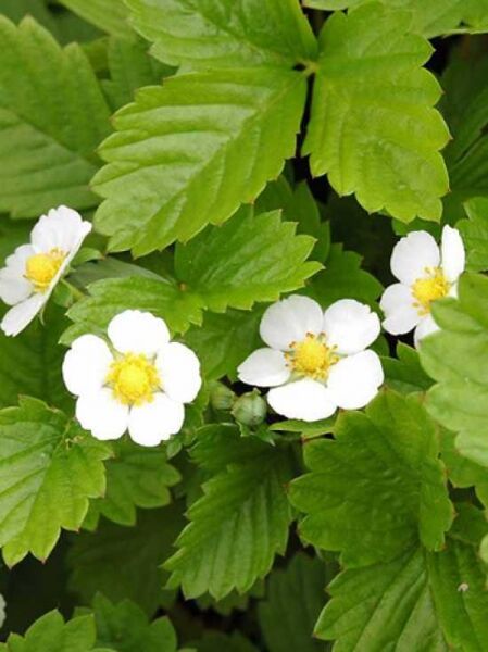 Fragaria vesca 'Alexandria' / Fragaria vesca 'Alexandria'