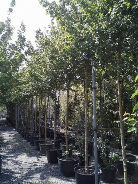 Acer campestre (Feld-Ahorn) Hochstamm 12-14 StU im Container, schlanker Stamm mit belaubter Krone in Baumschule.