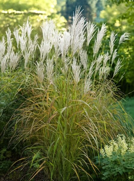 Chinaschilf 'Samurai' / Chinaschilf 'Samurai'