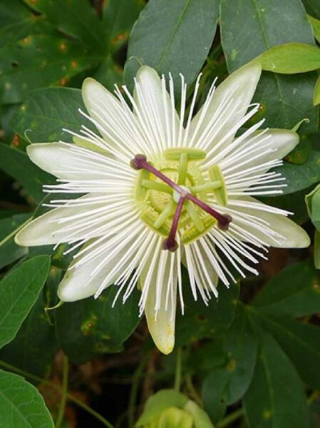 Passiflora caerulea 'Constance Elliot' / Passionsblume 'Constance Elliot'