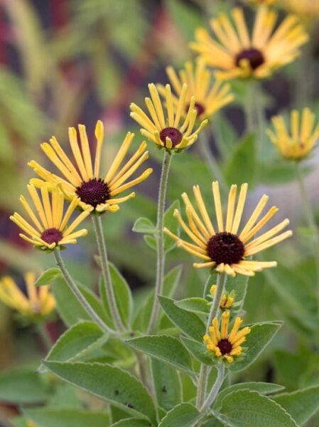 Schwachfilziger Sonnenhut 'Little Henry' / Schwachfilziger Sonnenhut 'Little Henry'