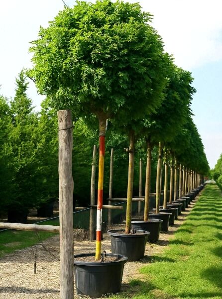 Robinia pseudoacacia 'Umbraculifera' / Kugel-Robinie, Kugel-Akazie 225 cm Stamm 25-30 StU im Container mit runder Krone
