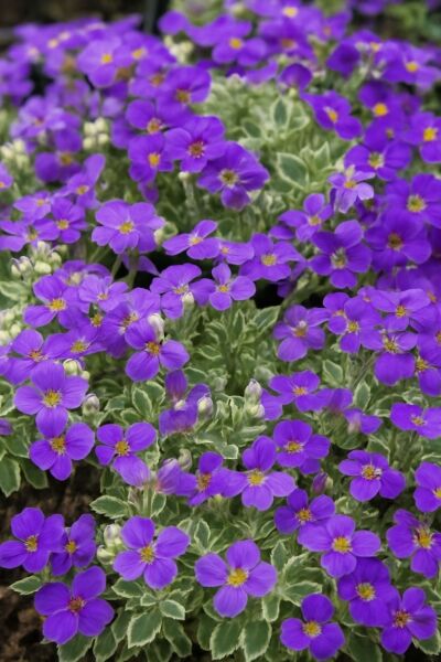 Blaukissen 'Silberrand' / Blaukissen 'Silberrand'