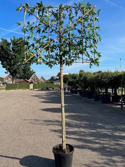 Liquidambar styraciflua / Amberbaum Hochstamm-Spalier im Container, Stamm ca. 180 cm, Spalierkrone mit grünem Laub