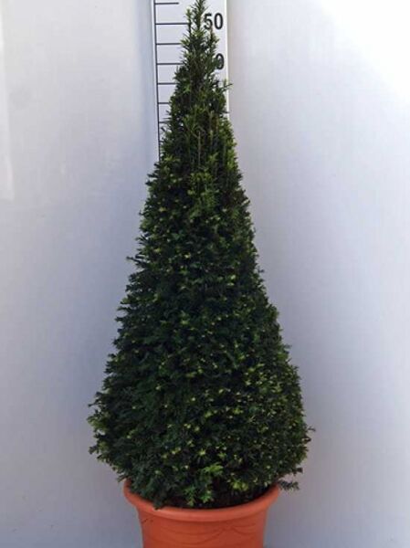 Taxus baccata 'Kegel' / Heimische Eibe 'Kegel', kegelförmiger Nadelstrauch im Topf, ca. 100–120 cm hoch, C25