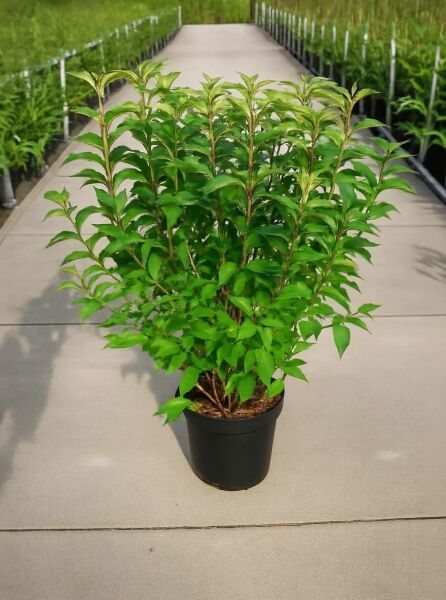 Weigelie (Weigela) 'Bristol Ruby' 100-125 cm C12, buschiger Strauch im schwarzen Pflanztopf mit grünem Laub.