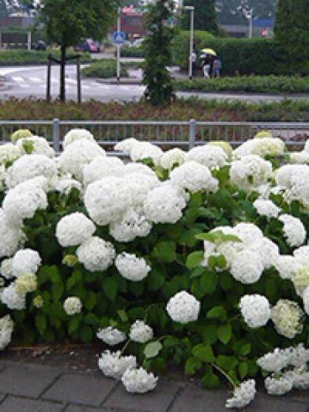 Hydrangea macrophylla 'Schneeball ®' / Bauern-Hortensie 'Schneeball'