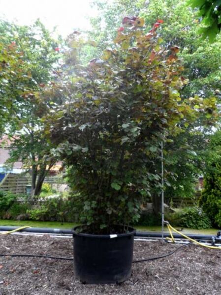 Corylus maxima 'Purpurea' (Purpur-Hasel/Blut-Hasel) Solitärstrauch im Container, ca. 300–350 cm, C700