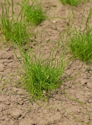 Flatter-Binse / Korkenzieherbinse / Liebeslocke 'Spiralis' - Juncus effusus  'Spiralis'