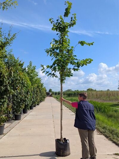 Cercis canadensis (Amerikanischer Judasbaum) Hochstamm 10-12 StU im Container, schlanker Stamm mit grünen Blättern