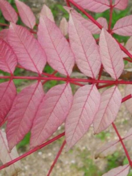 Surenbaum 'Flamingo' / Toona sinensis 'Flamingo'