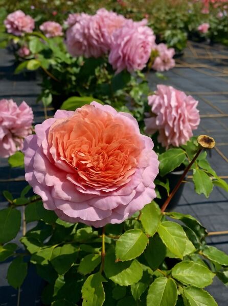 Edelrose Rosa 'Eisvogel' ® mit großer, gefüllter Blüte in apricot-rosa und grünem Laub am Strauch