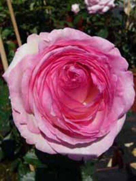 Englische Rose 'Eden Rose' / Rosa 'Eden Rose ®'