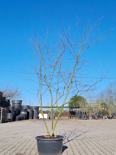 Kupfer-Felsenbirne 250 - 300 cm Schirmform / Amelanchier lamarckii (1567118)