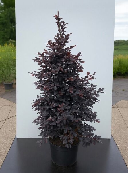 Loropetalum chinense 'Black Pearl'®, Riemenblüte, 150-175 cm, C35, Strauch im Topf mit dunkelpurpurnem Laub