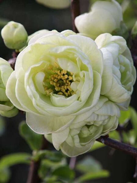 Zierquitte 'Kinshiden' / Chaenomeles speciosa 'Kinshiden'
