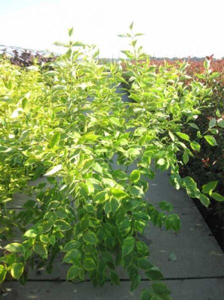 Gelbbunter Hartriegel 'Gouchaultii' (Cornus alba 'Gouchaultii') 125-150 cm C20, Strauch mit grün-gelb panaschierten Blättern.