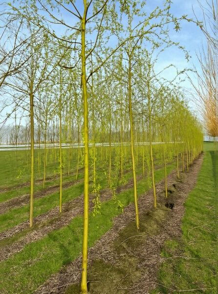 Salix sepulcralis 'Chrysocoma', Hänge-Weide Hochstamm mit hängenden Trieben und frischem Austrieb, Reihe in der Baumschule