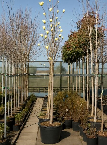 Magnolia brooklynensis 'Yellow River' / Magnolie 'Yellow River' Hochstamm im Container mit gelben Blütenknospen am Stamm.